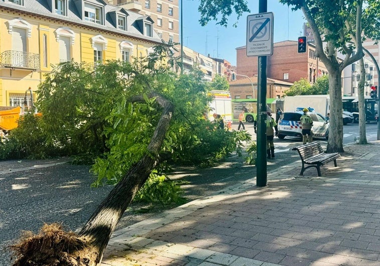 Valladolid Cae un árbol de grandes dimensiones en la calle